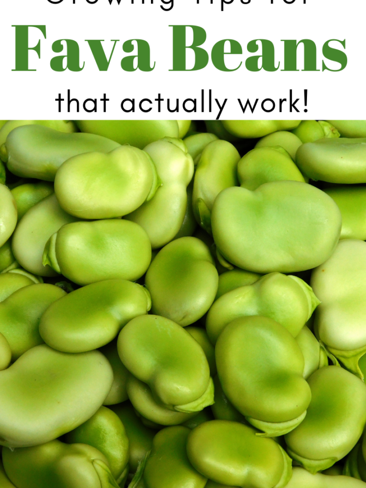 Gardening Tips for Fava Beans That Actually Work!