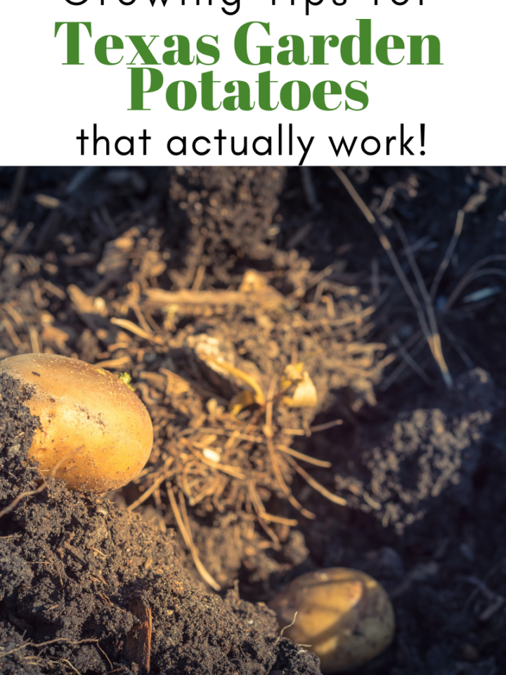 Gardening Tips for Texas Garden Potatoes That Actually Work!