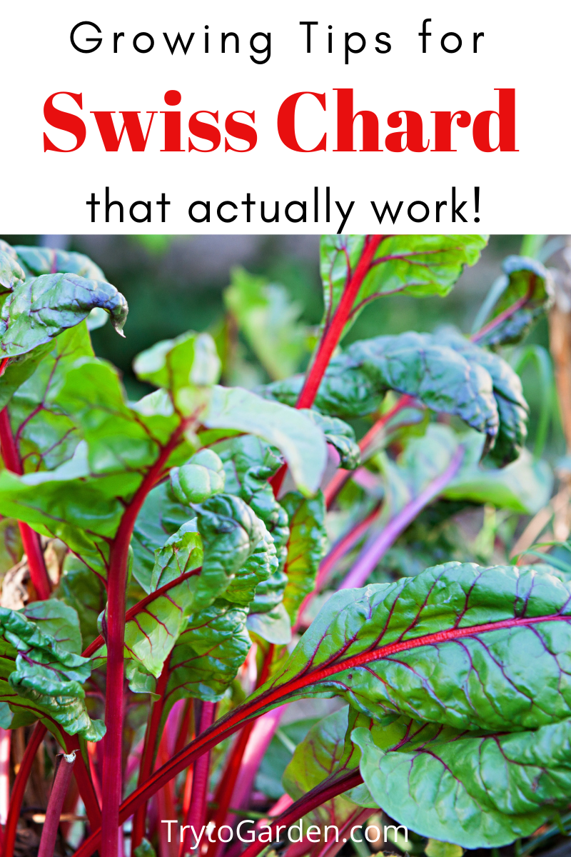 Gardening Tips for Swiss Chard That Actually Work! - Try To Garden