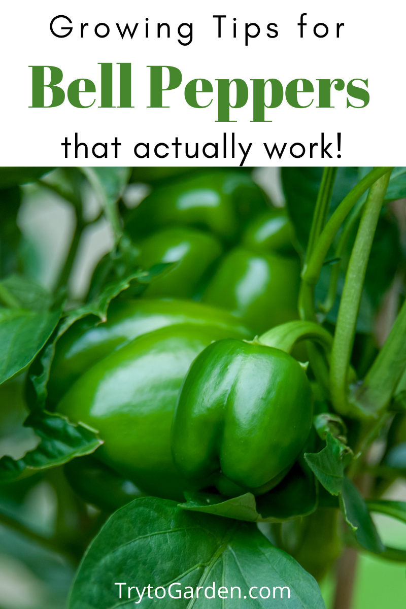 Gardening Tips for Sweet Peppers That Actually Work! - Try To Garden