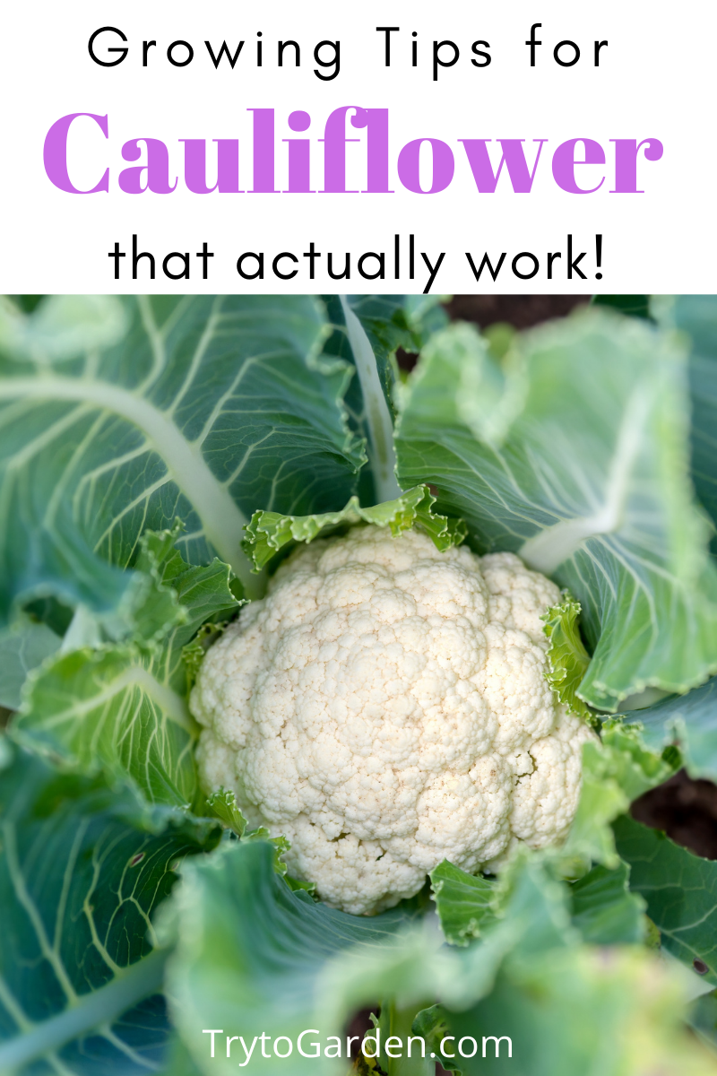 Gardening Tips for Cauliflower That Actually Work! - Try To Garden