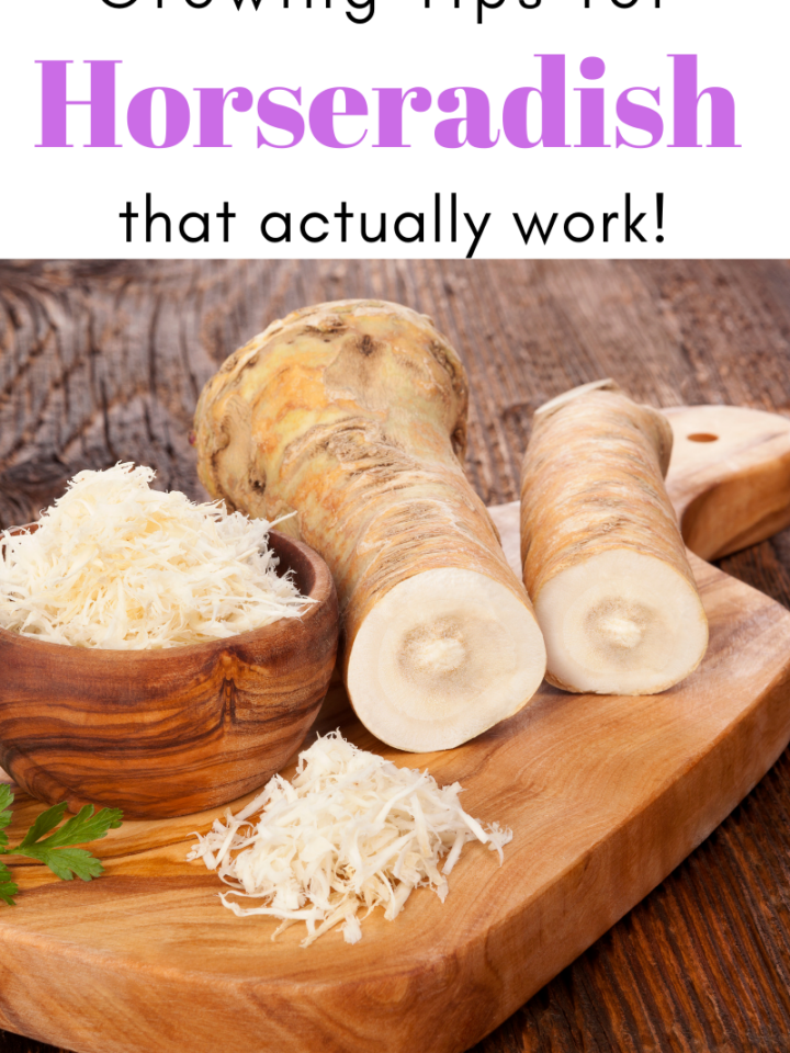 Gardening Tips for Horseradish That Actually Work!