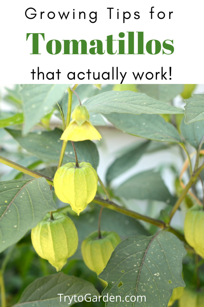 Gardening Tips for Tomatillos That Actually Work! article cover image with tomatillo plants