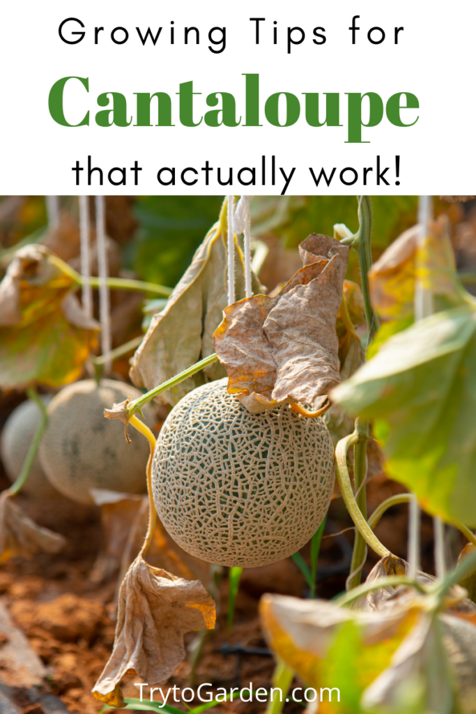 Gardening Tips for Cantaloupe That Actually Work! Gardening Tips for Cantaloupe That Actually Work!