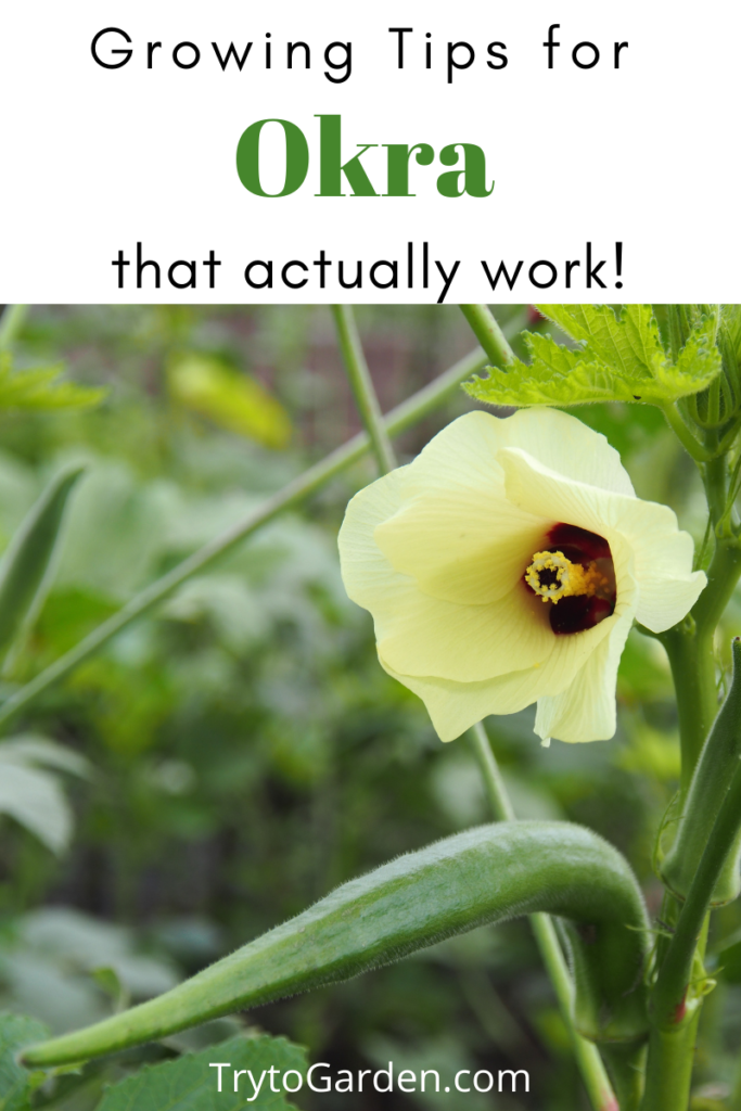 Gardening Tips for Okra That Actually Work! article cover image with flowering plant