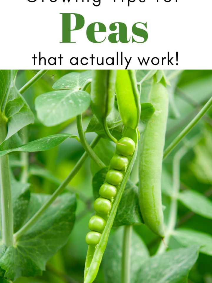 Gardening Tips for Peas That Actually Work!