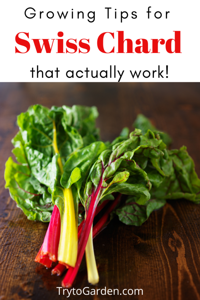 Gardening Tips for Swiss Chard That Actually Work! Gardening Tips for Swiss Chard That Actually Work!
