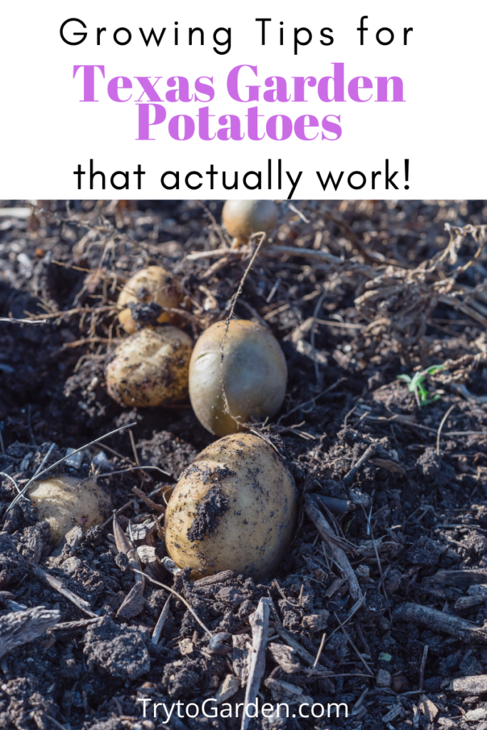 Gardening Tips for Texas Garden Potatoes That Actually Work!  article cover image of spuds in the dirt