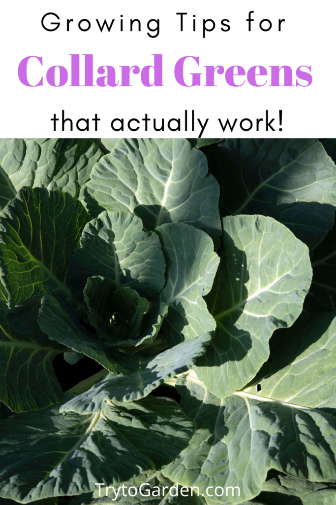 Gardening Tips for Collard Greens That Actually Work article cover image of collard greens in the garden