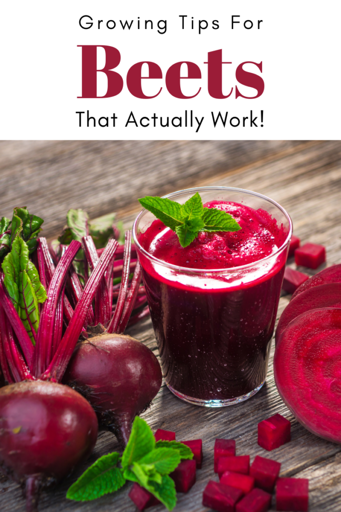 Gardening Tips for Growing Beets That Actually Work!