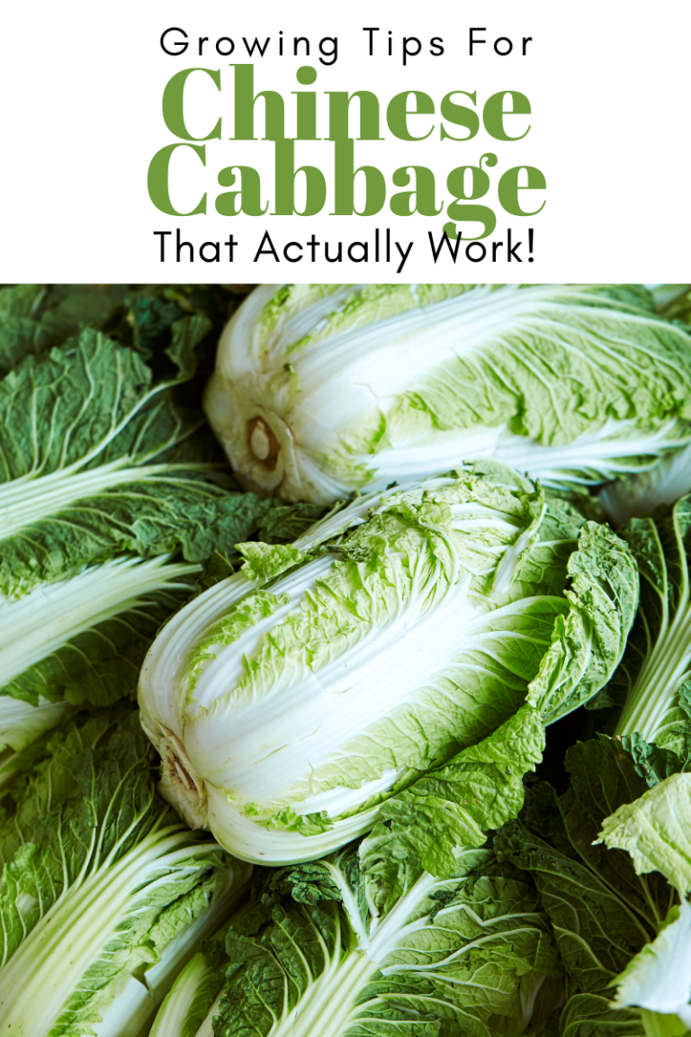 gardening-tips-for-chinese-cabbage-that-actually-work-try-to-garden