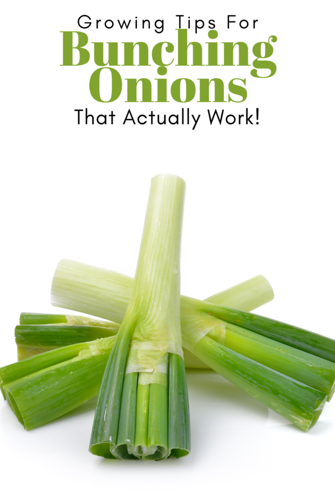Gardening Tips for Bunching Onions That Actually Work! picture of bunching onions