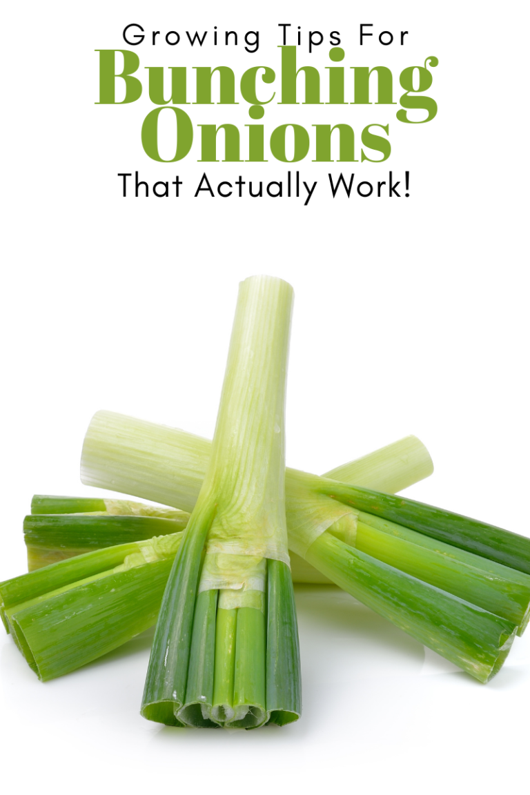 Gardening Tips for Bunching Onions That Actually Work! - Try To Garden