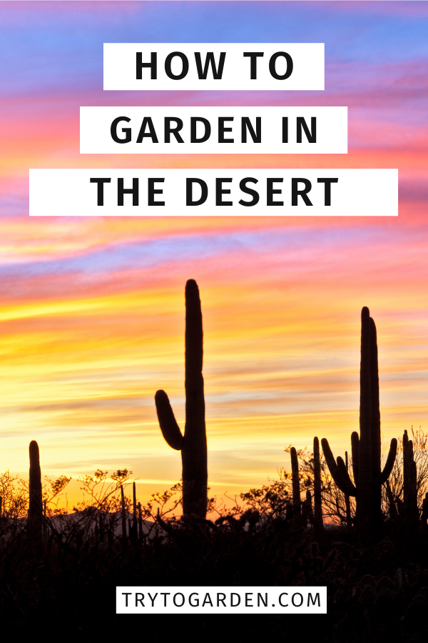 How to Garden in the Desert