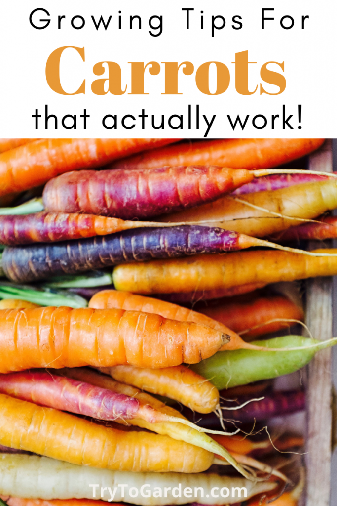 Gardening Tips for Carrots that Really Work