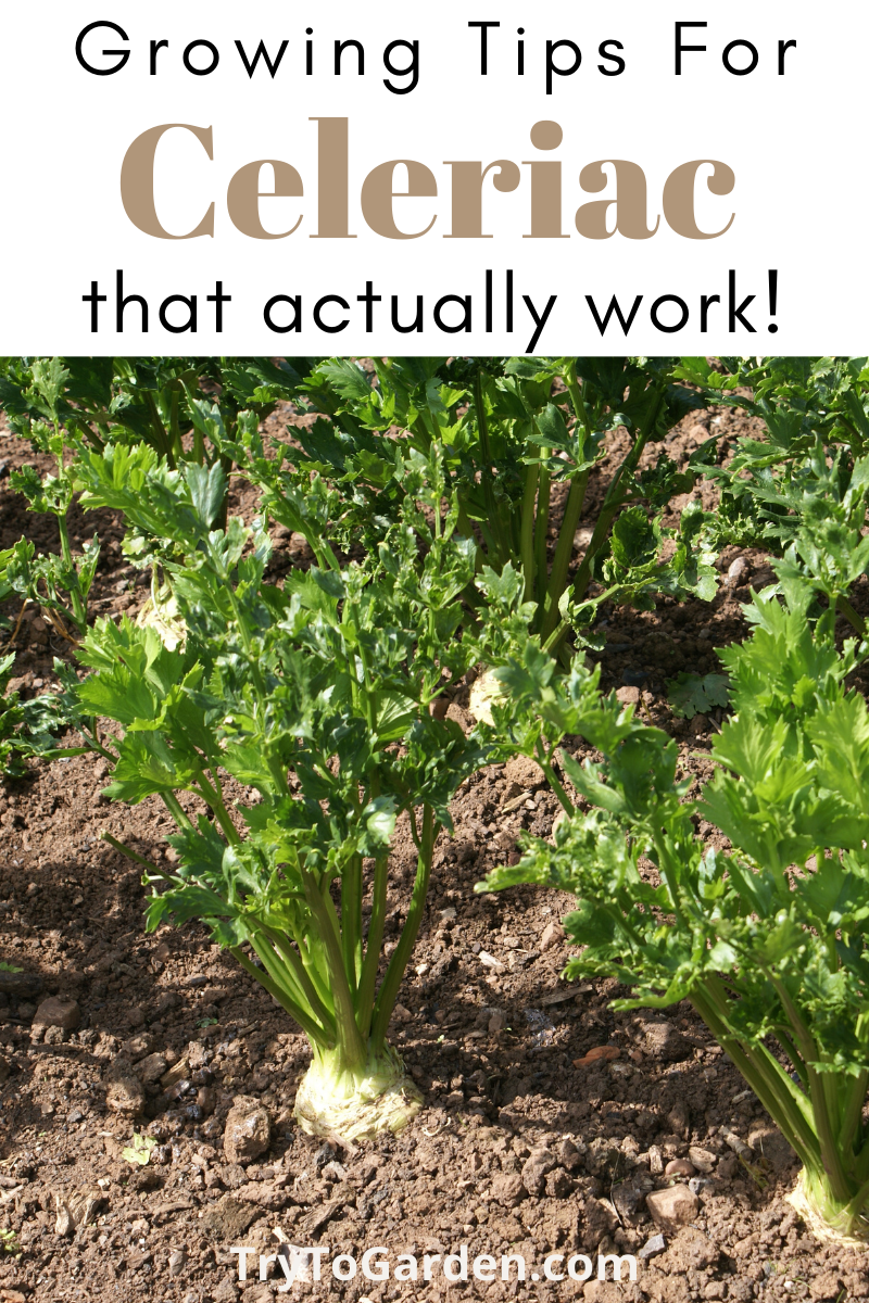Gardening Tips for Celeriac that Really Work