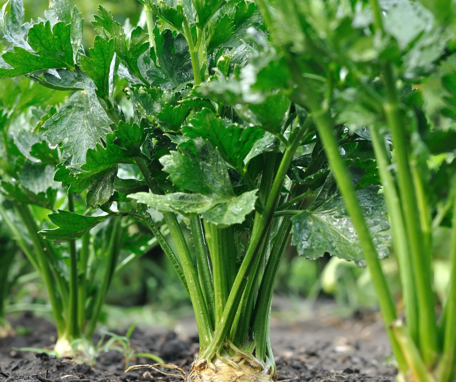 soil for celeriac