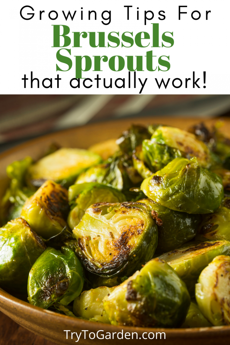 Gardening Tips for Brussels Sprouts That Really Work Try To Garden