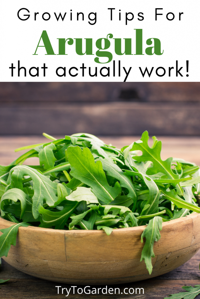 Gardening Tips for Arugula That Actually Work!