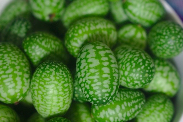Gardening Tips for Cucamelons That Really Work Gardening Tips for Cucamelons That Really Work