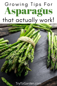 Gardening Tips for Asparagus That Actually Work! - Try To Garden