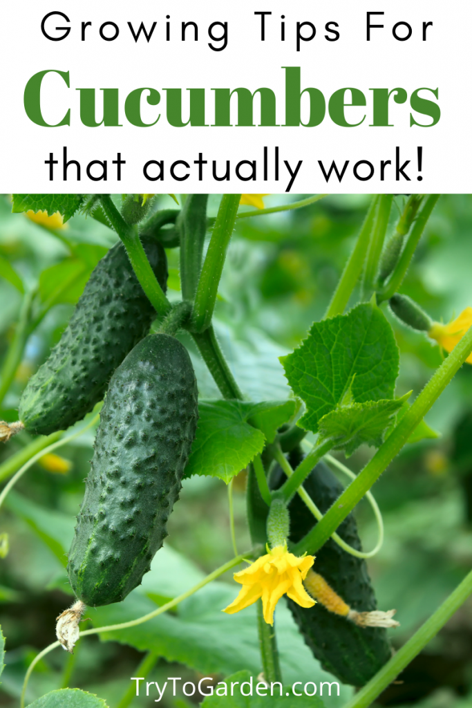 Gardening Tips for Cucumbers That Really Work