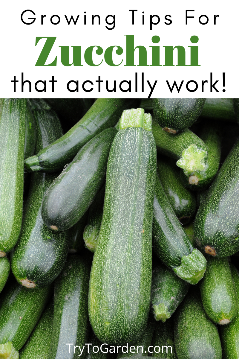 Gardening Tips for Zucchini That Actually Work! - Try To Garden