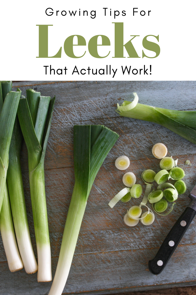 Gardening Tips For Leeks That Actually Work! - Try To Garden