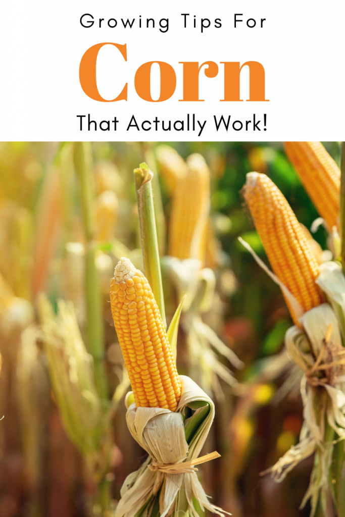 Gardening Tips for Corn That Actually Work!