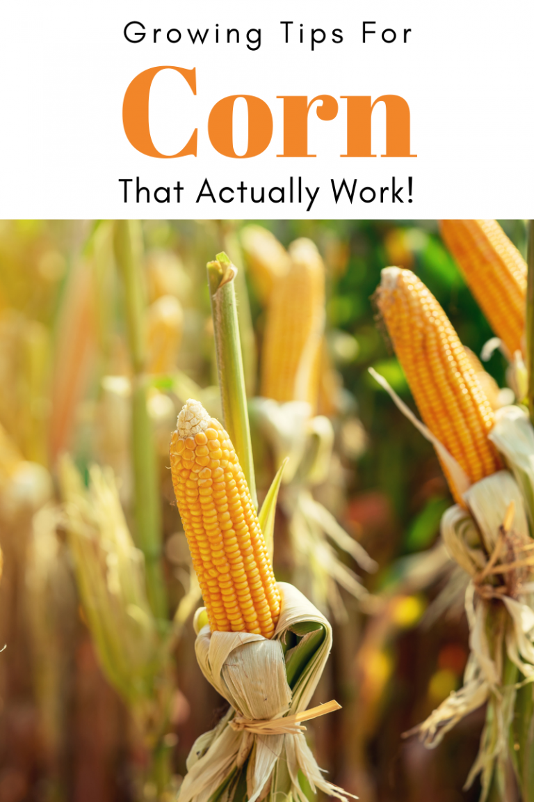 Gardening Tips for Corn That Actually Work! - Try To Garden