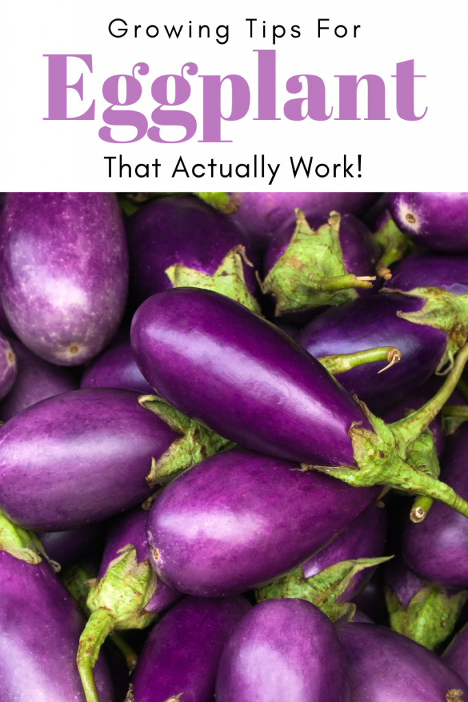 Gardening Tips for Eggplant that Actually Work