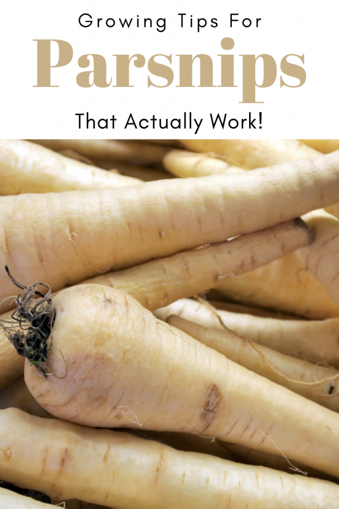 Gardening Tips for Parsnips That Actually Work!