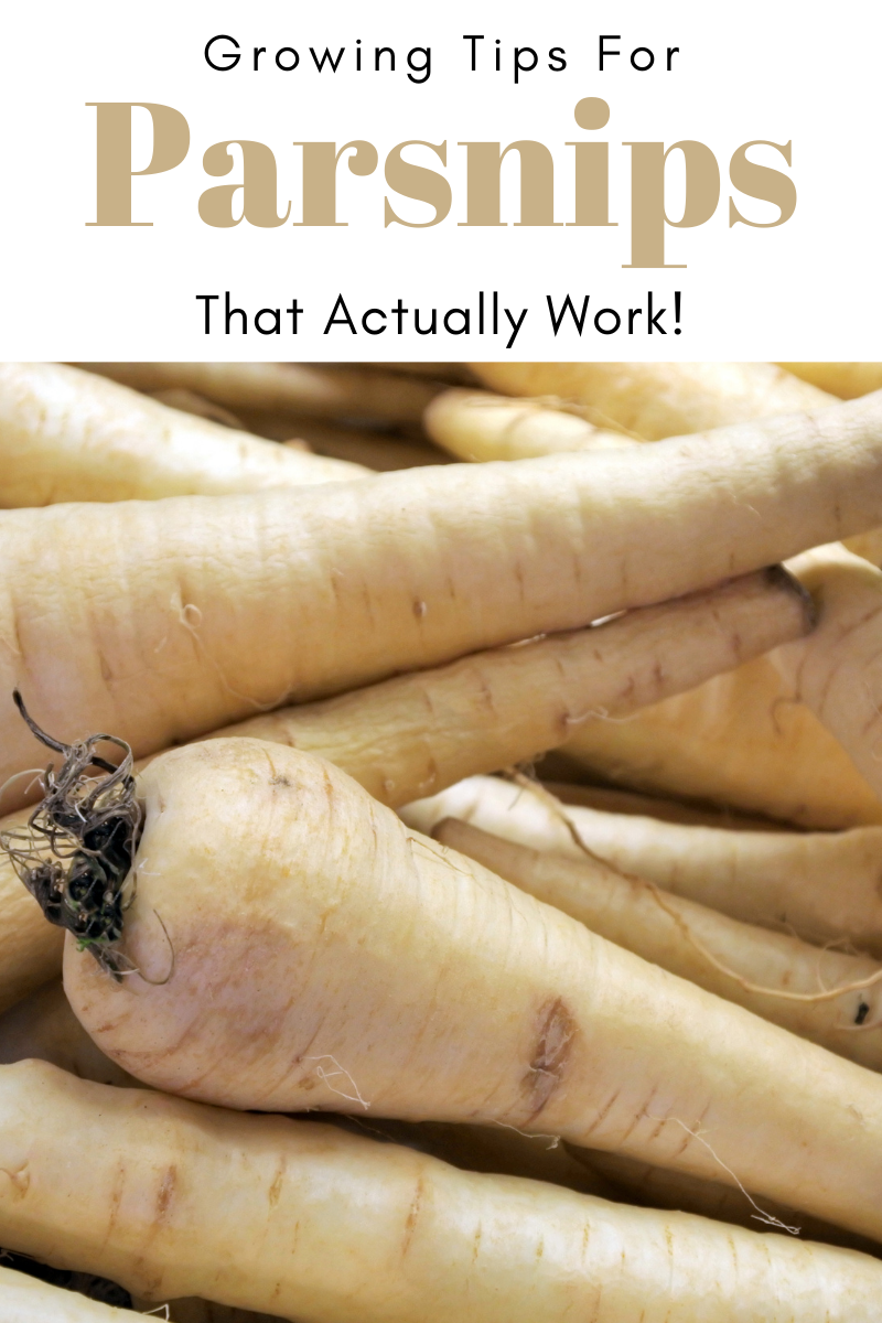 Gardening Tips for Parsnips That Actually Work! - Try To Garden
