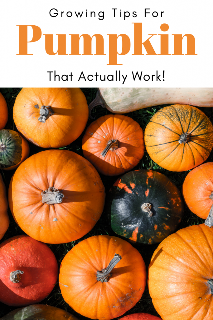 Gardening Tips for Pumpkin that Actually Work