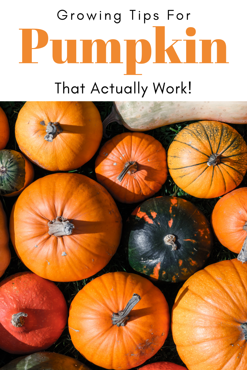 gardening-tips-for-pumpkin-that-actually-work-try-to-garden