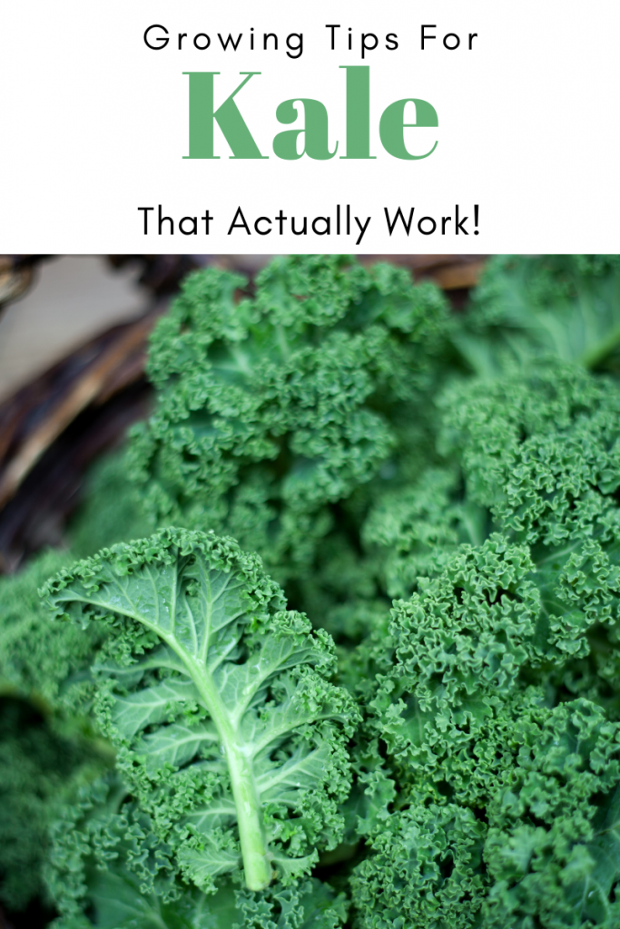 Gardening Tips for Kale that Actually Work