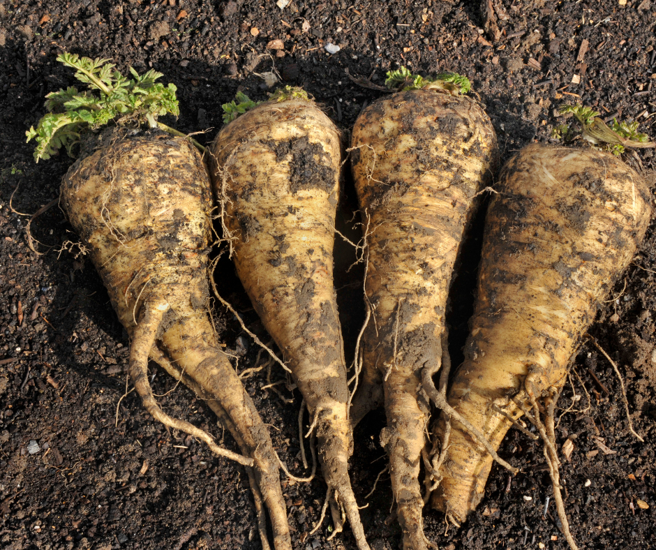 Gardening Tips for Parsnips That Actually Work! Gardening Tips for Parsnips That Actually Work!