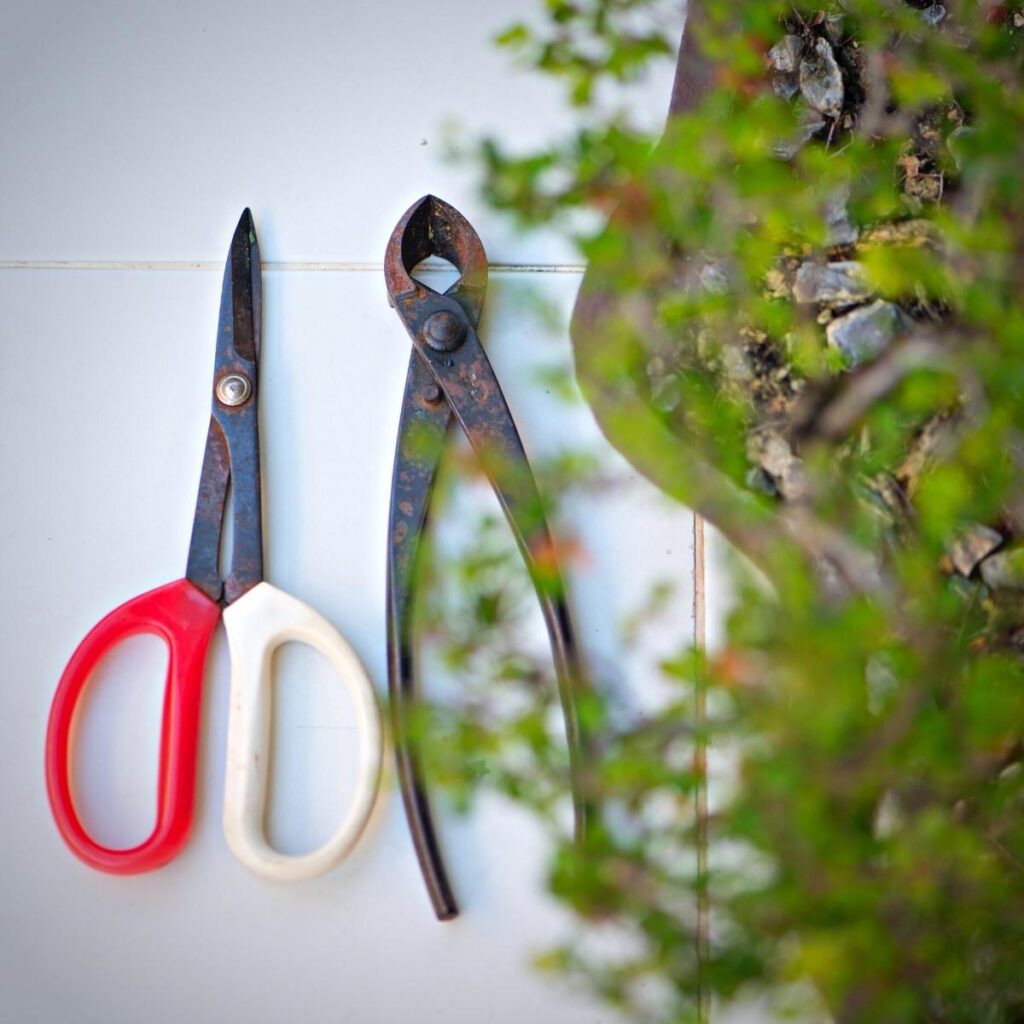 Bonsai pruning scissors and clippers on a countertop.