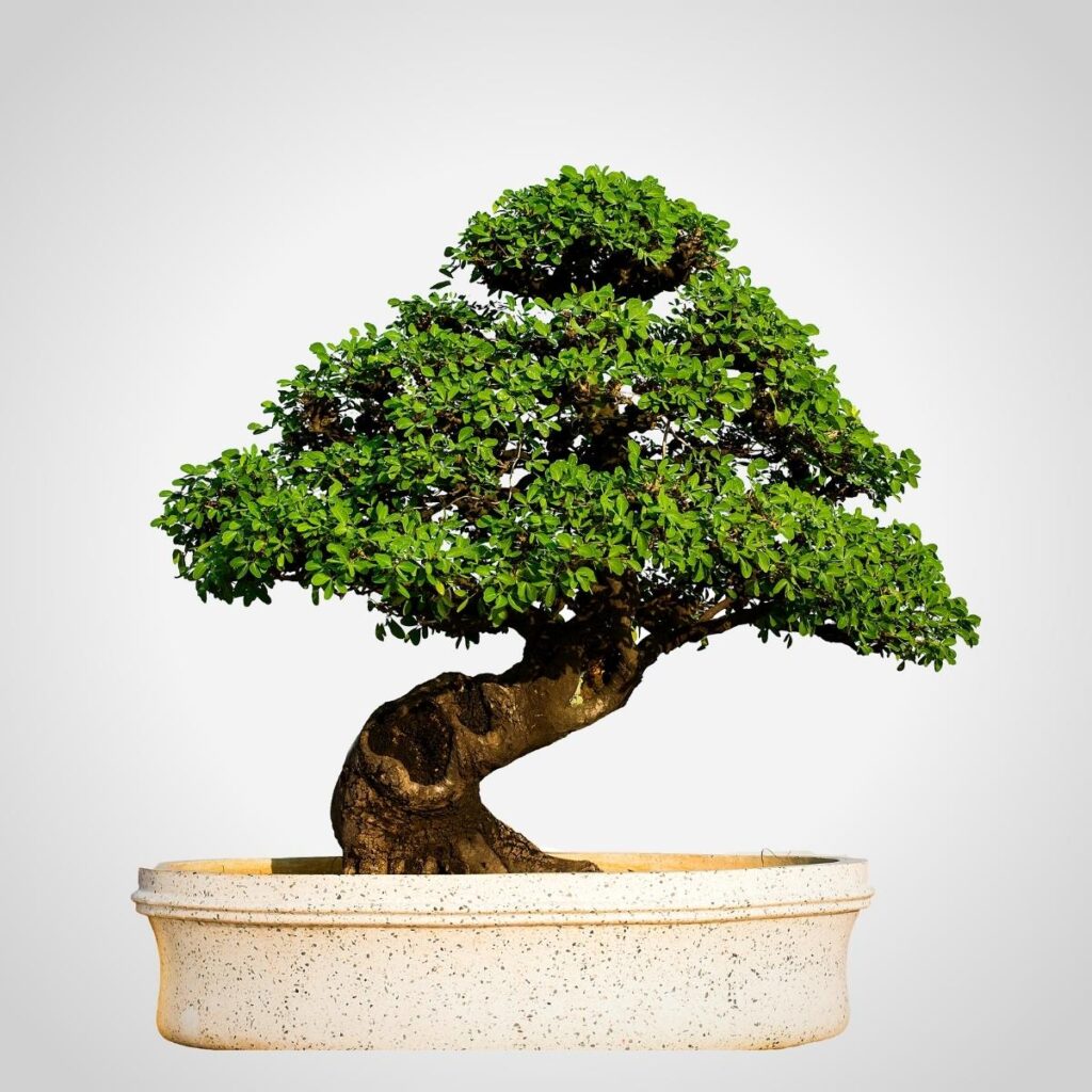 A mature Bonsai tree in a cream colored pottery dish with a white background.
