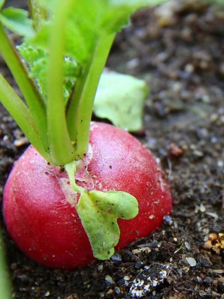 A radish with green top popping out of dark earth.