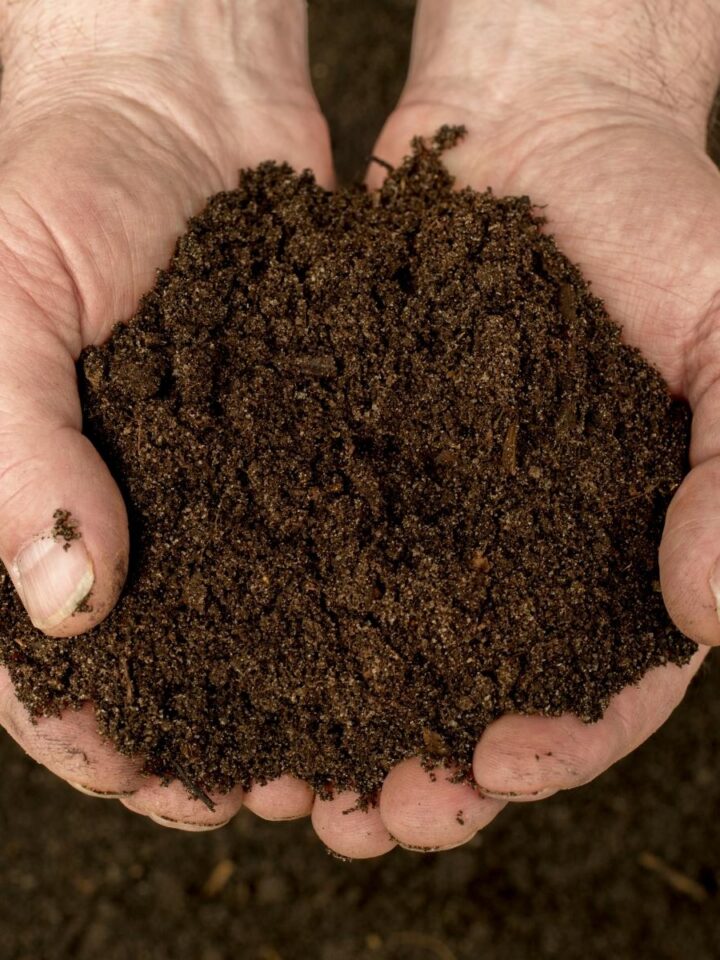 Two adult hands cupped and holding a handful of soil.