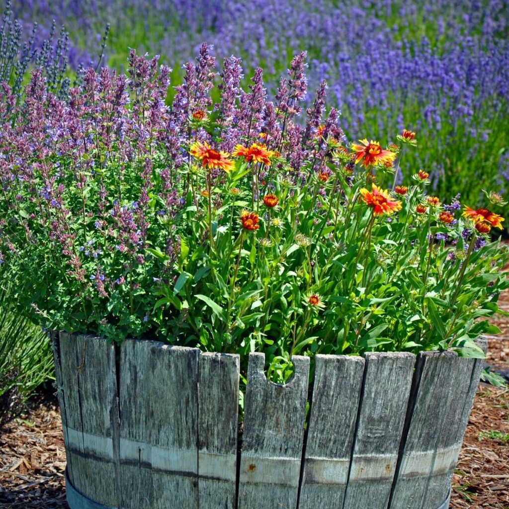 Wooden half barrel filled with perennial flowers in purple, orange and reds.