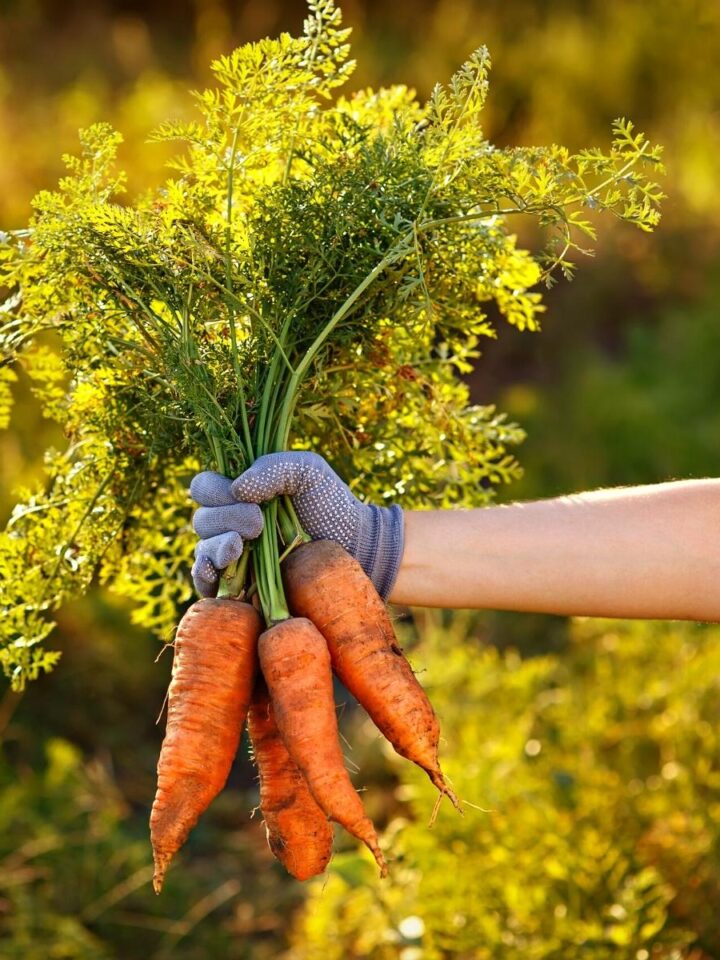 A hand in a garden glove holding a bunch of freshly pulled carrots.