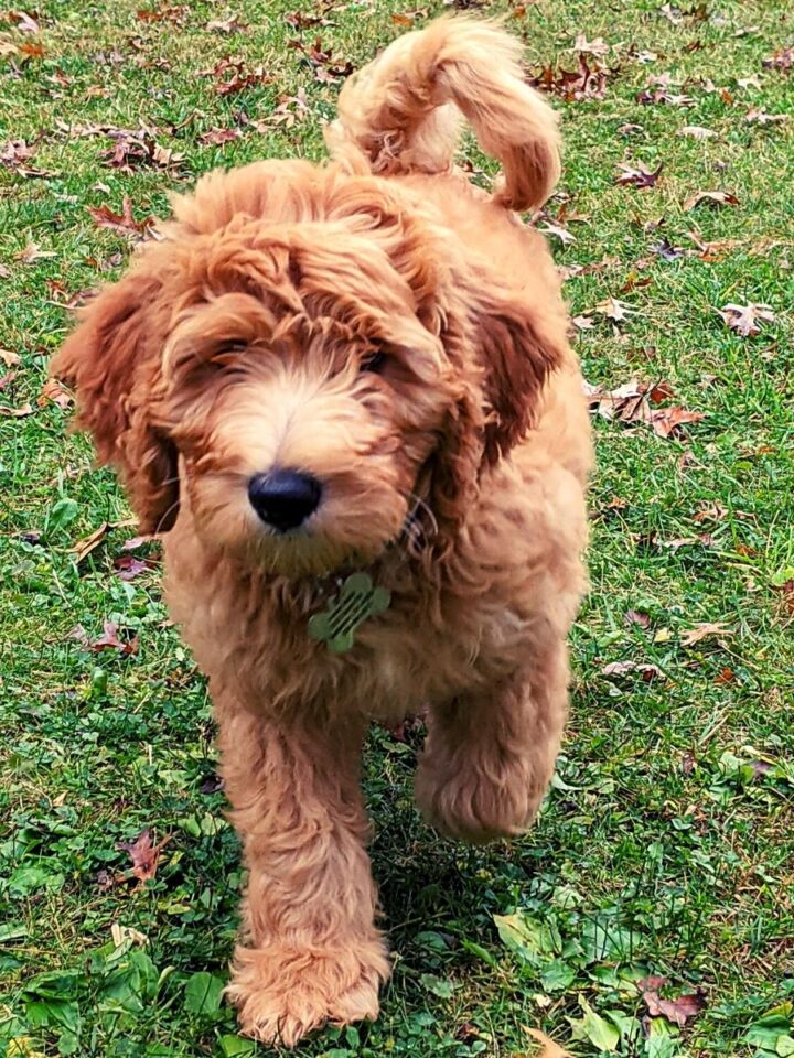 A medium brown golden doodle running towards the camera on a lawn.