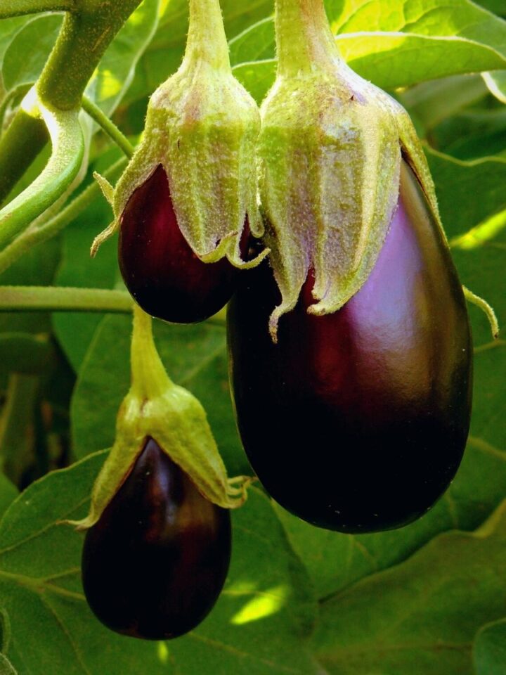 3 deep purple eggplants growing on a bush.