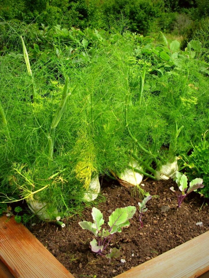 Bulbing fennel growing in a raised garden bed.