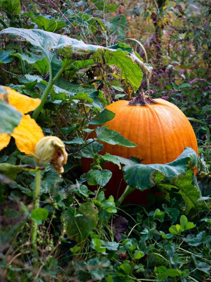 A pumpkin still growing in the garden.
