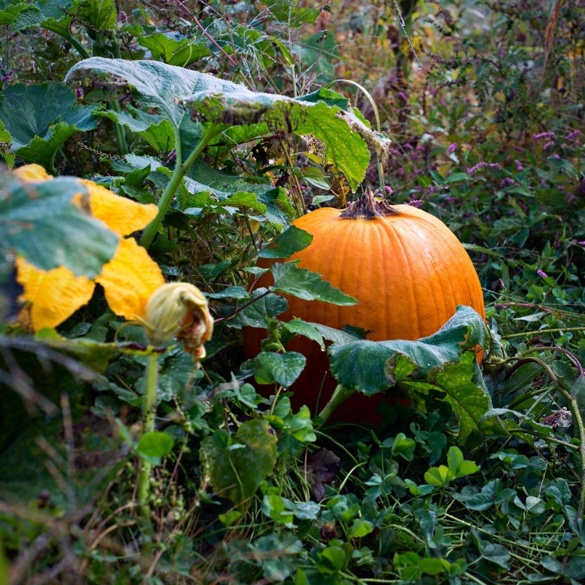 Gardening Tips for Pumpkin that Actually Work - Try To Garden