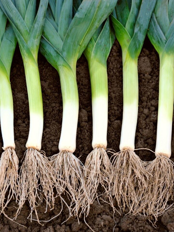 Leeks pulled from the ground and lined up in a row in the dirt.