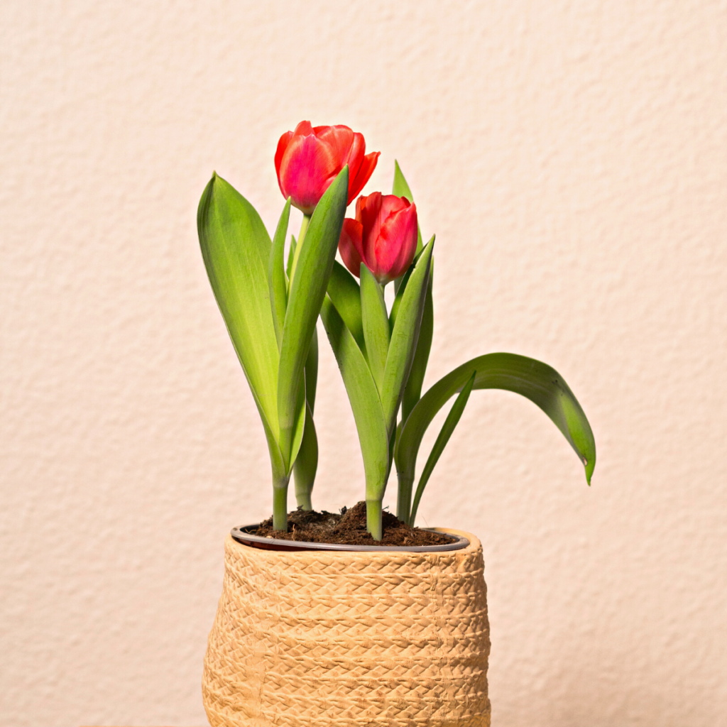 2 red tulips blooming in a woven straw basket. Largest long green leaves are towards the outside of the basket.